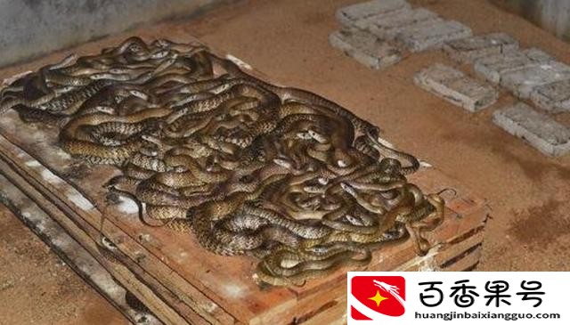 新手养什么比较挣钱