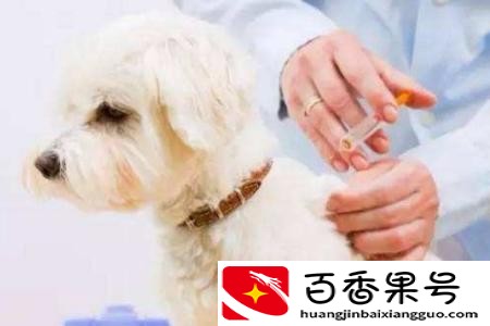 狗狗打疫苗前后要注意什么