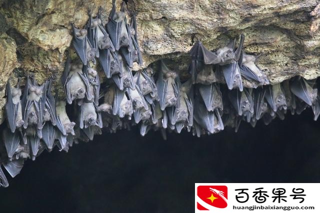蝙蝠有毒吗？蝙蝠有多少个病毒？