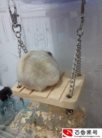 仓鼠咬人要打针吗