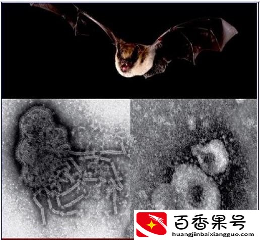 蝙蝠有毒吗？蝙蝠有多少个病毒？