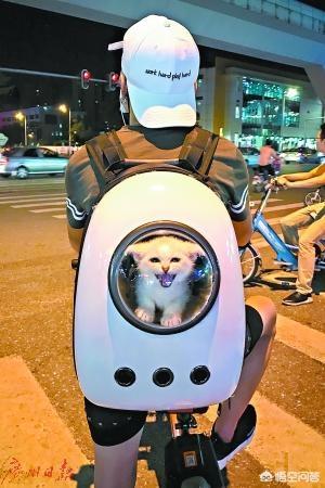 第一次养猫要注意什么