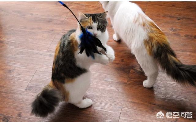 第一次养猫要注意什么