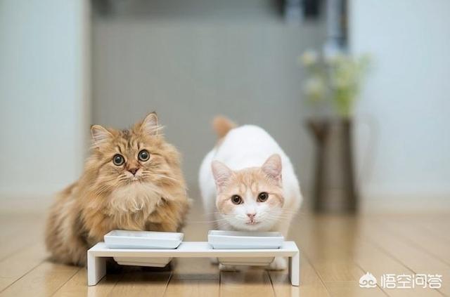 第一次养猫要注意什么