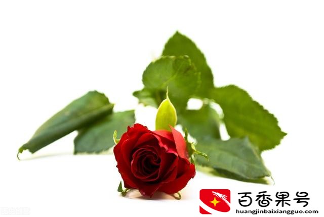 玫瑰和月季的区别