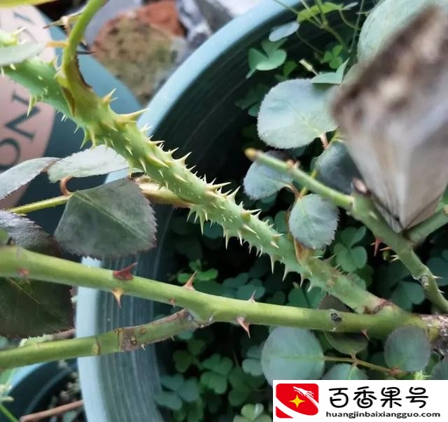 玫瑰和月季的区别