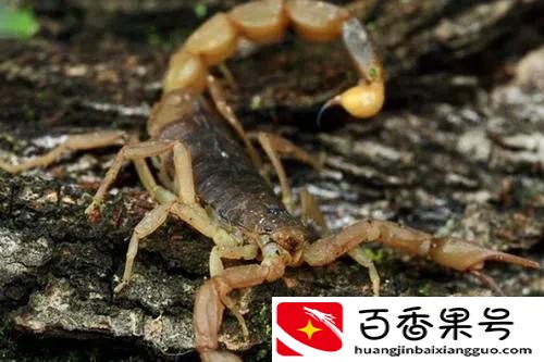 养蝎子能赚钱吗