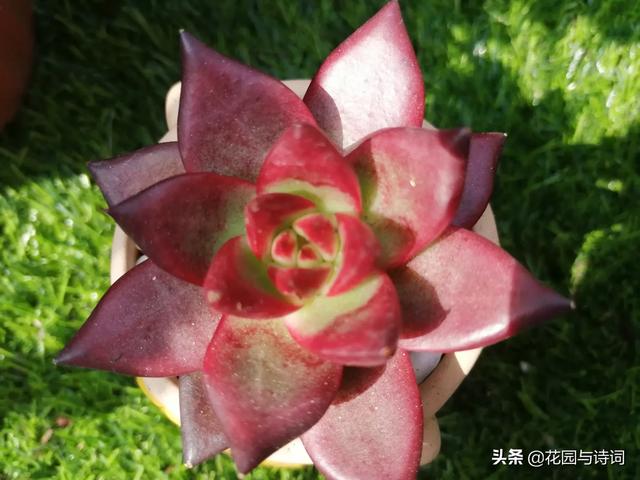 阳台上养什么花和植物好?