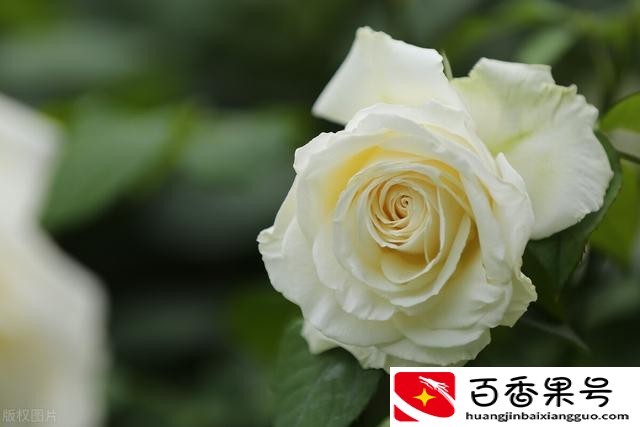玫瑰和月季的区别