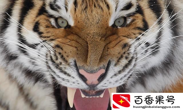 藏獒和老虎哪个厉害