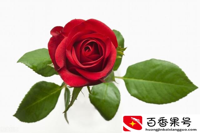玫瑰和月季的区别