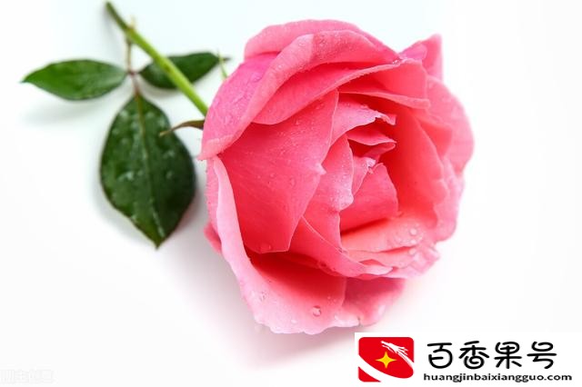 玫瑰和月季的区别