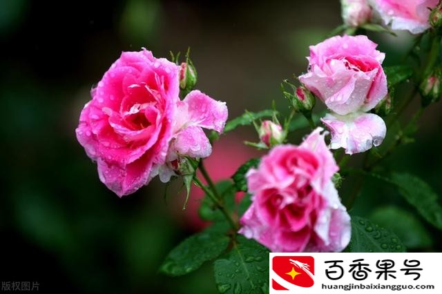 玫瑰和月季的区别