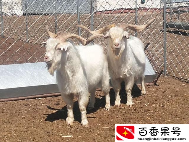 适合一个人的养殖业