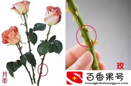 玫瑰和月季的区别