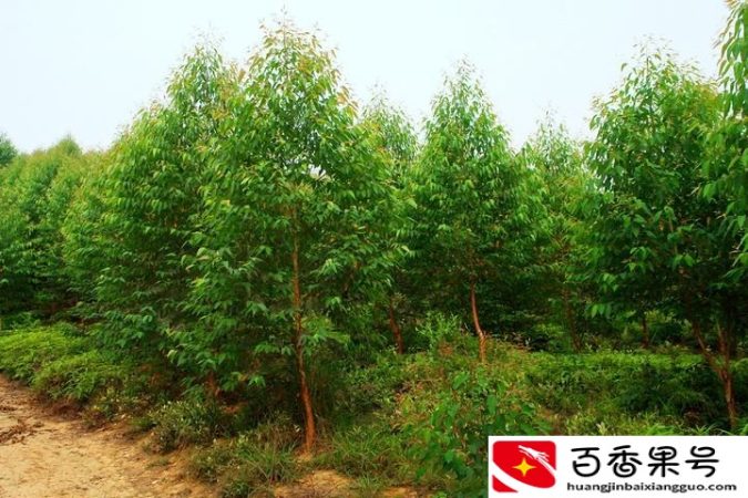 桉树26号苗好还是29号苗好