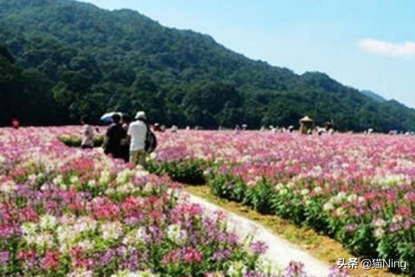 母亲节实用礼物排行榜
