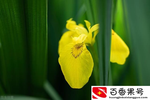 送男友什么花比较适合