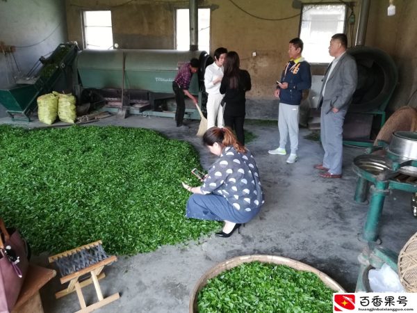 想开茶叶店从哪里进货