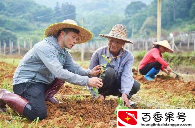 百香果种植时间和方法