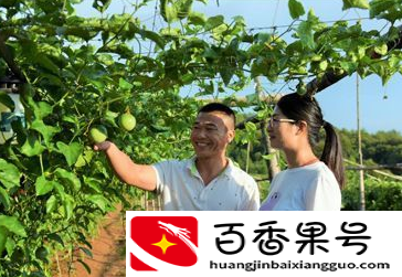 百香果种植时间和方法