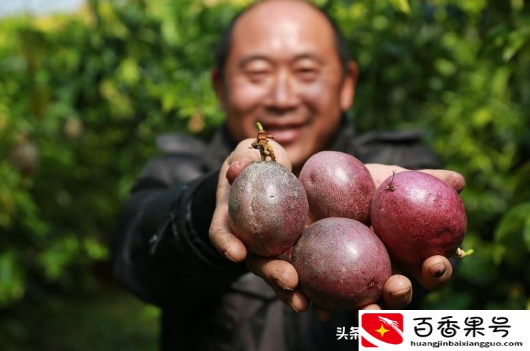 百香果种植时间和方法