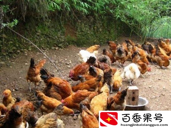 散养鸡2000只一年利润多少