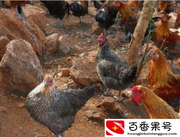 散养鸡2000只一年利润多少