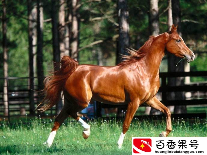 实拍中国的汗血宝马：养一匹一年的花销就超过2万元！