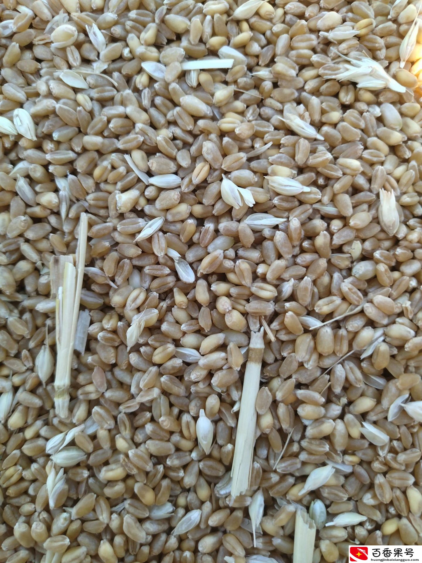 今年的小麦多少钱一斤？最近小麦价格是多少钱一斤？