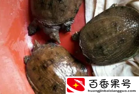养甲鱼一亩地一年利润是多少