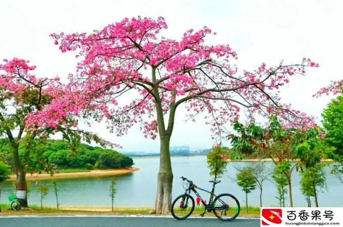 东莞哪里好玩旅游景区免费的