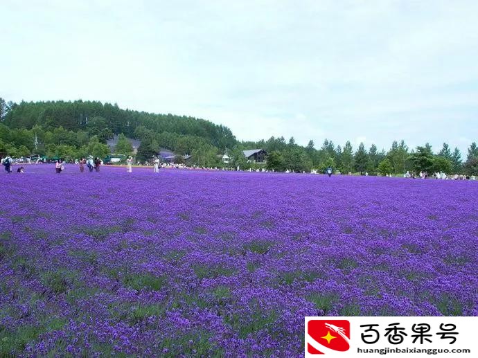 东莞哪里好玩旅游景区免费的