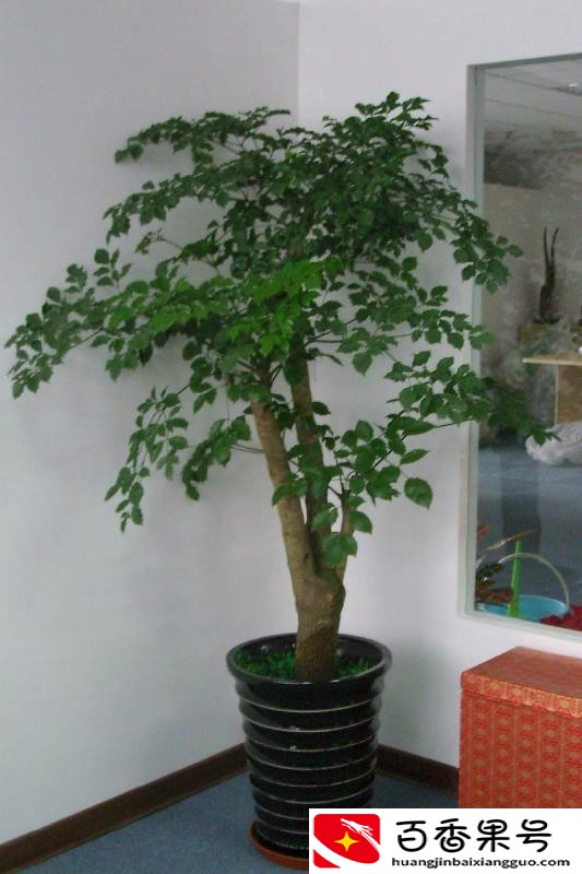 客厅最旺宅的大型植物有哪些