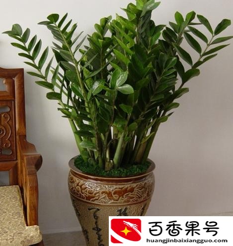 客厅最旺宅的大型植物有哪些