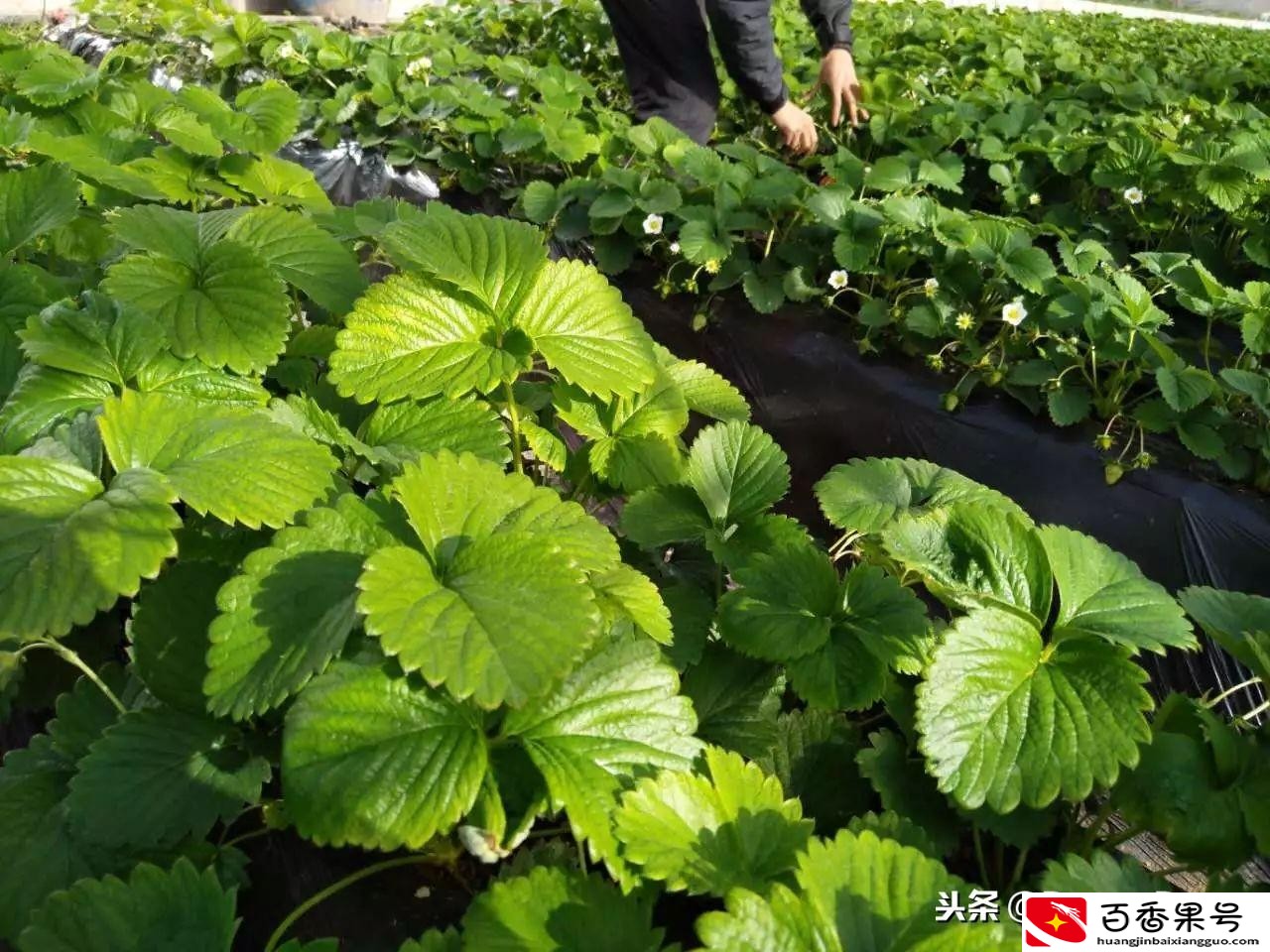 夏天有草莓吗