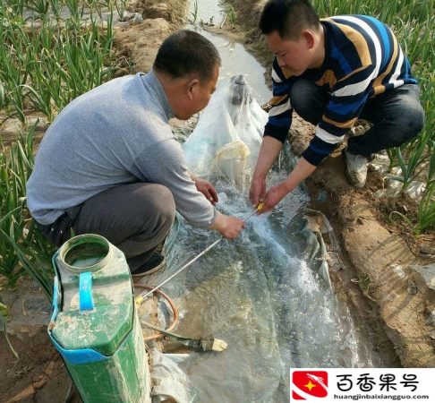 敌敌畏能杀蚊子苍蝇吗