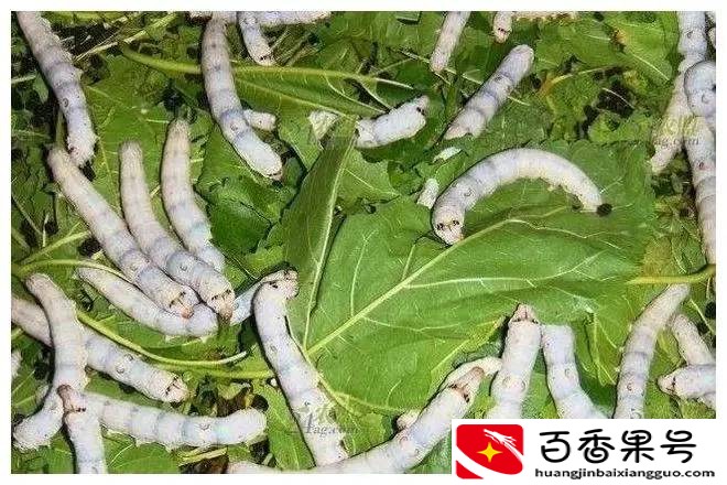 一个女人在家养殖什么赚钱