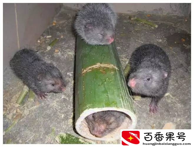 一个女人在家养殖什么赚钱