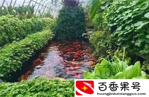 50亩休闲农业规划设计