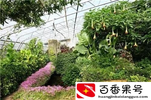 50亩休闲农业规划设计