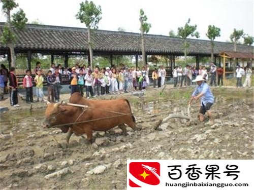 50亩休闲农业规划设计