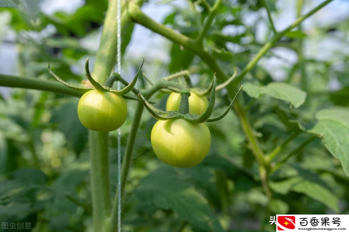 夏季蔬菜有哪些种类