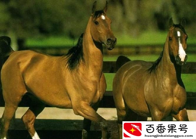 汗血宝马是哪个国家的