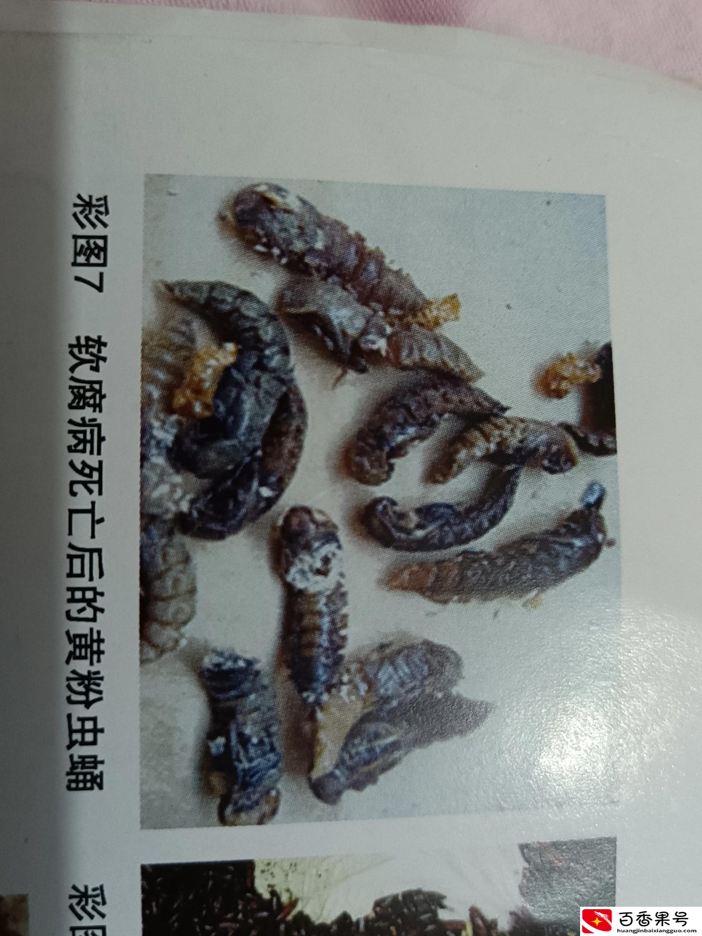 蛋白虫养殖是真的吗