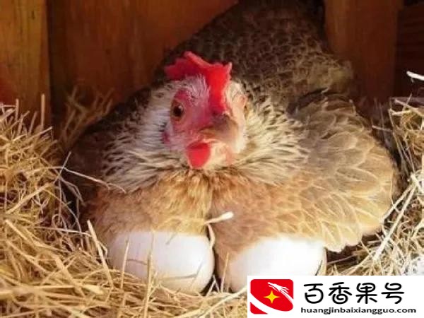 活珠子女人吃了有什么好处？活珠子是啥东西？