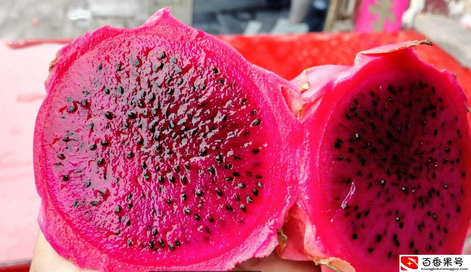 红心火龙果和白心火龙果的区别
