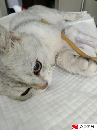 关于猫绝育我后悔了