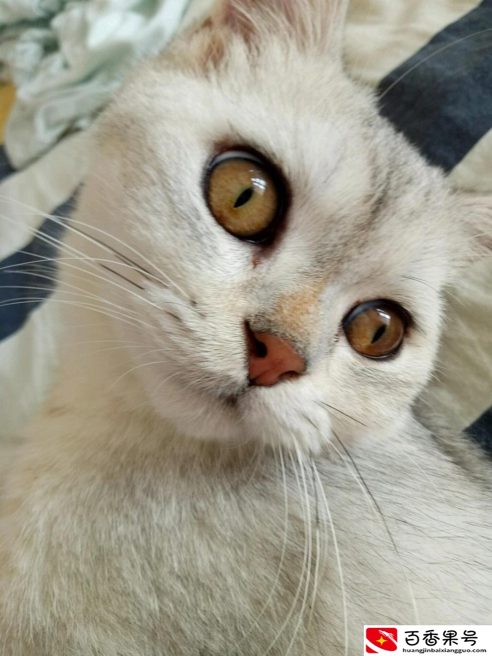 关于猫绝育我后悔了