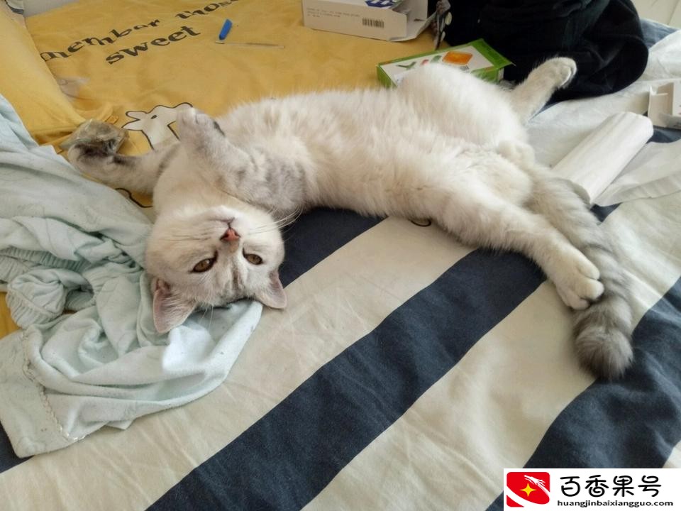 关于猫绝育我后悔了